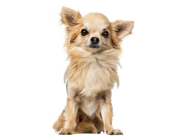 zoofari® Hundegeschirr, mit Zugkraftverteilung auf den Brustkorb Riesige Ersparnisse