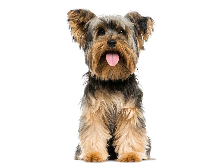 zoofari® Hundegeschirr, mit Zugkraftverteilung auf den Brustkorb Riesige Ersparnisse