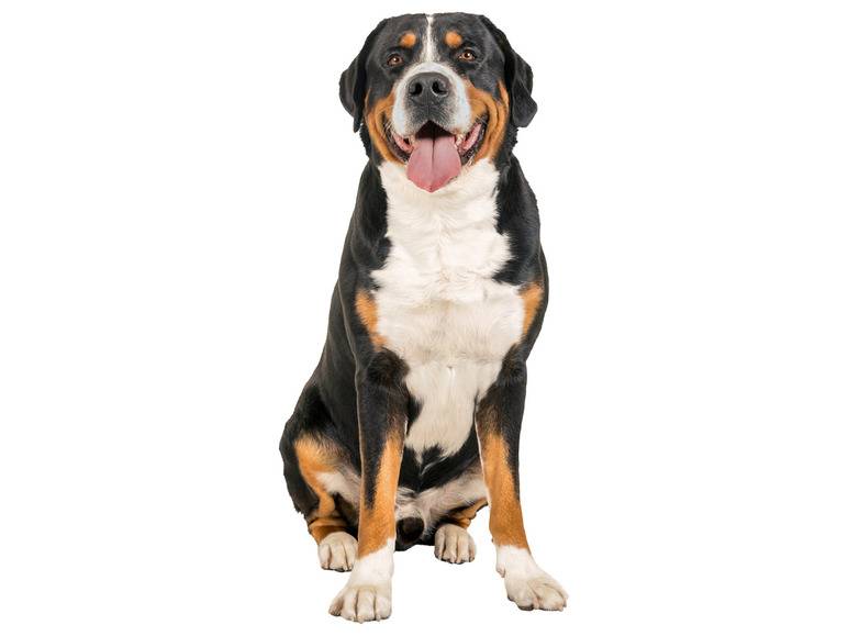 zoofari® Hundegeschirr, mit Klettstickern Tiefpreis