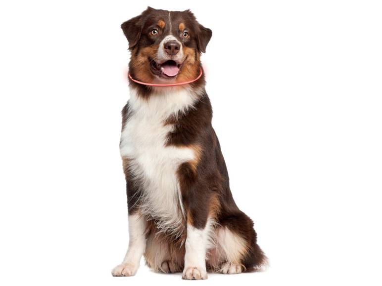 zoofari® LED-Leuchtschlauch Hundehalsband, mit 3 Leuchtfunktionen Sonderangebot der Fabrik